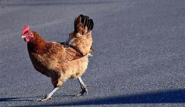 Guide to chicken road demo